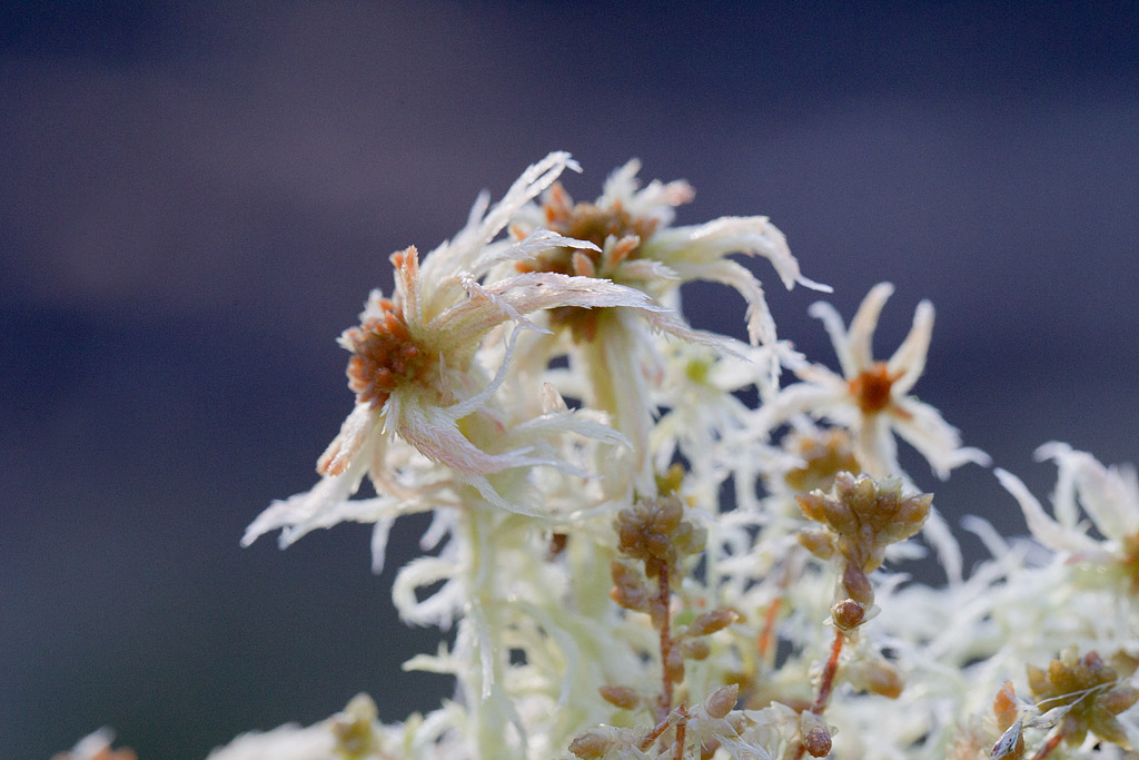 Sphagnum fallax.jpg