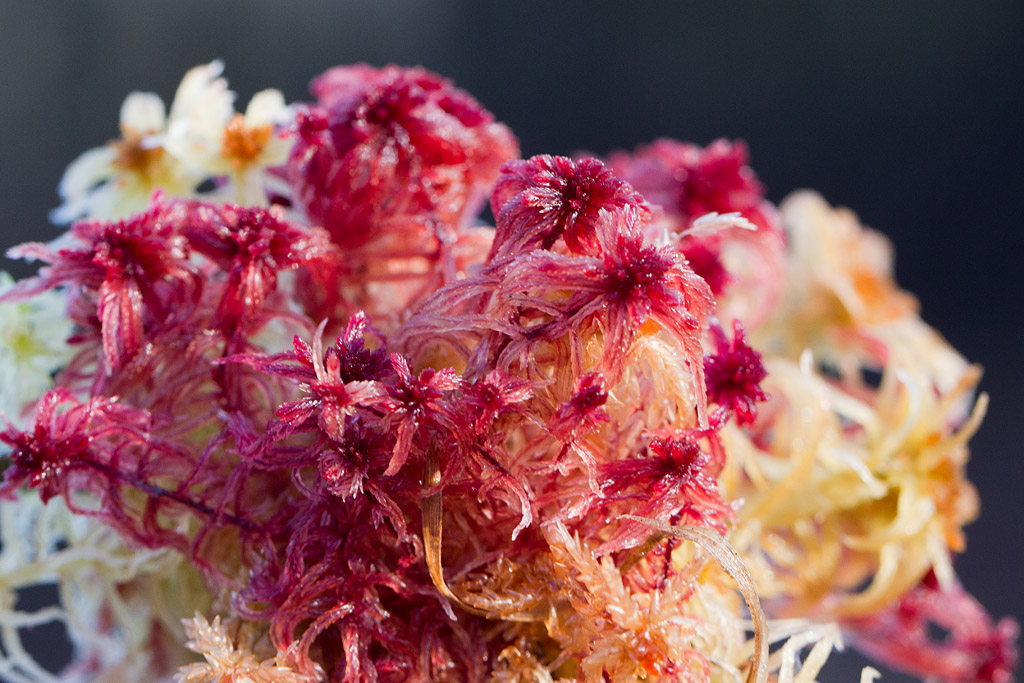 Sphagnum groupe acutifolium.jpg