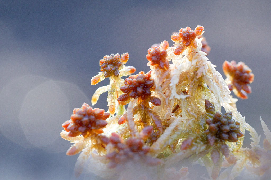 sphagnum groupe medium.jpg