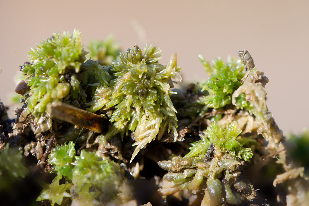 Sphagnum palustre.jpg