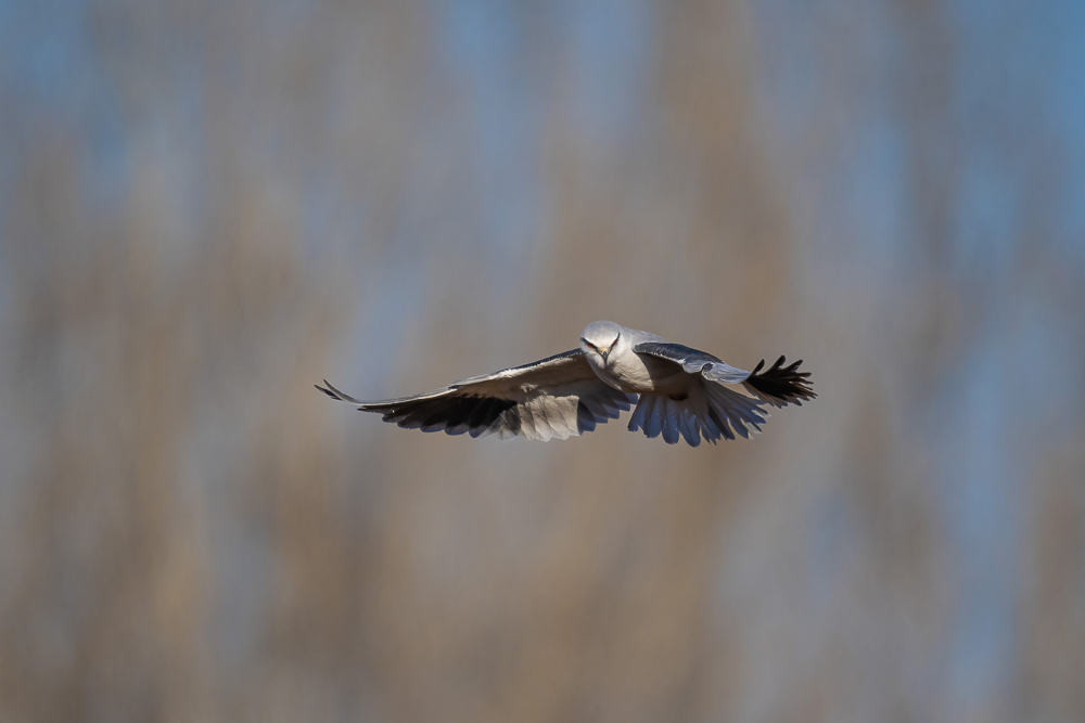 _DSC4850_1-DeNoiseAI.jpg