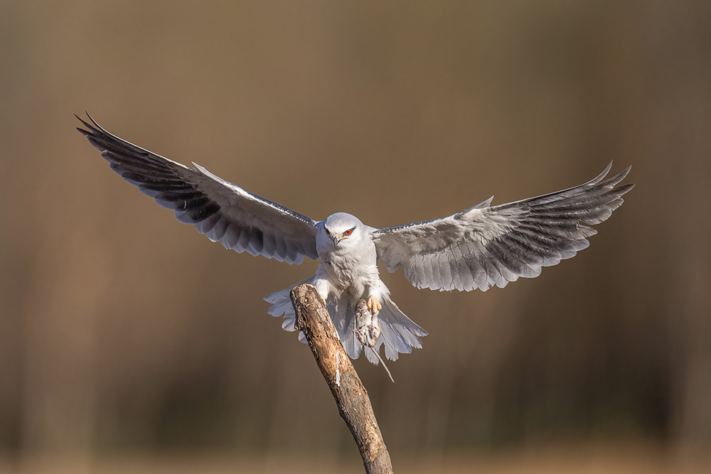 _DSC3027-DeNoiseAI_1.jpg