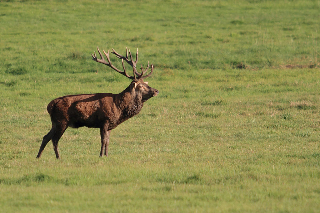 Cerf 18 cors 2 J  Rivière.jpg