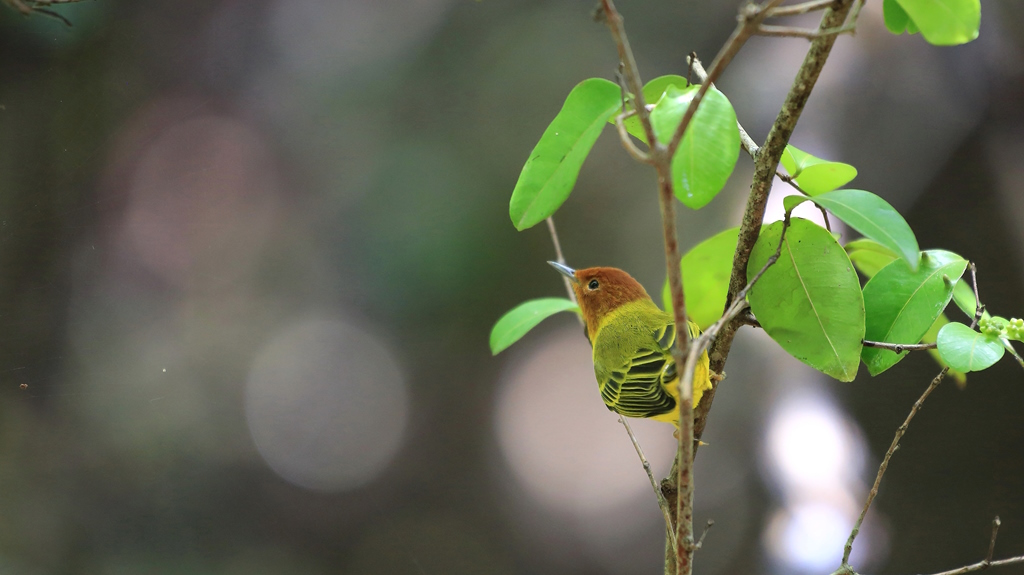 021 Didine, Paruline jaune de Martinique.JPG