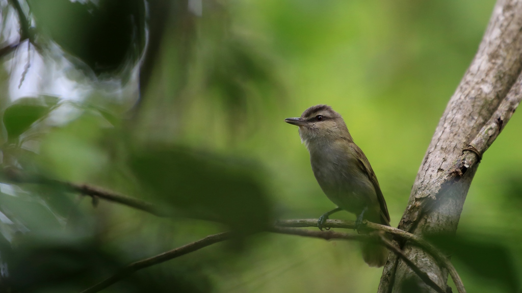 023 Vireo à moustaches.JPG