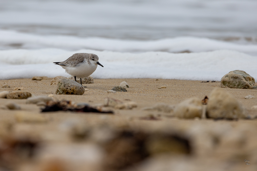 Bécasseau sanderling (Calidris alba)-29.jpg