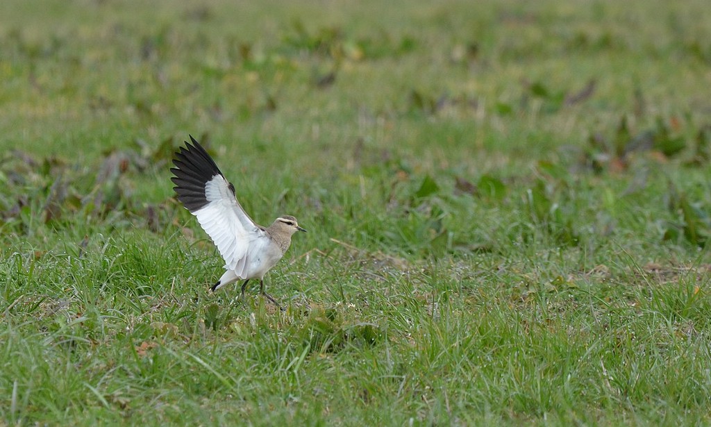 DSC_2789.JPG