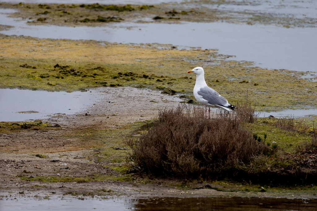 Goéland argenté (Lanus argentatus)-1.jpg