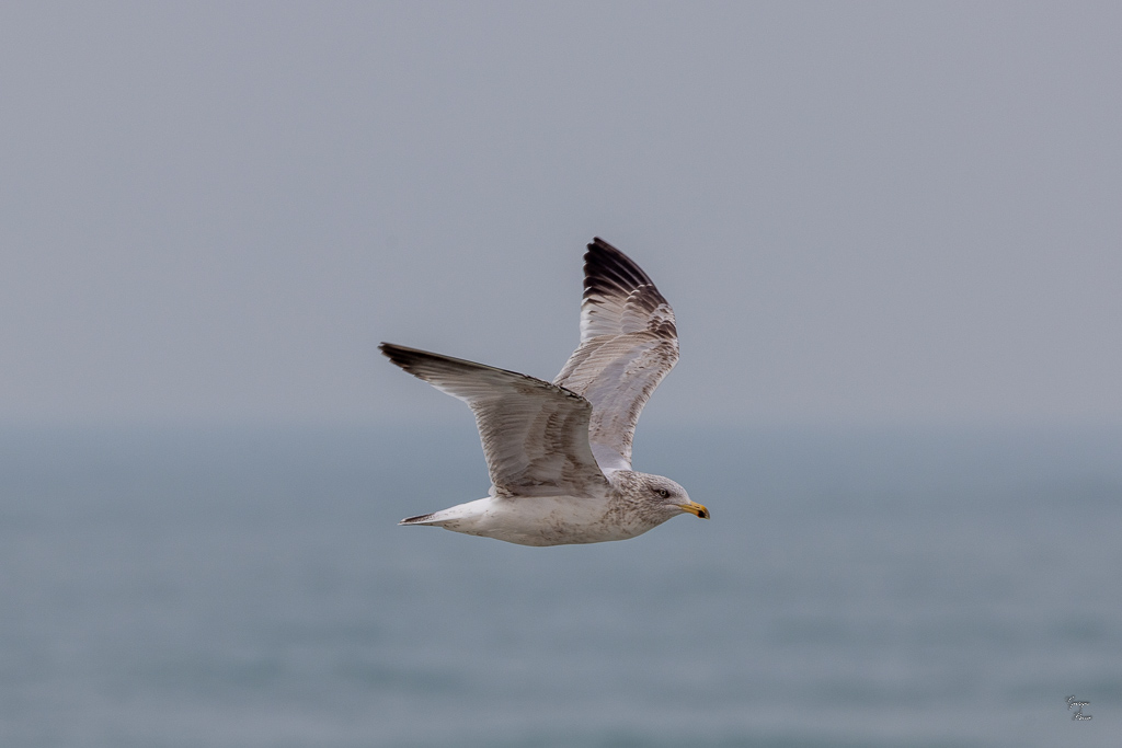 Goéland argenté (Lanus argentatus)-10.jpg