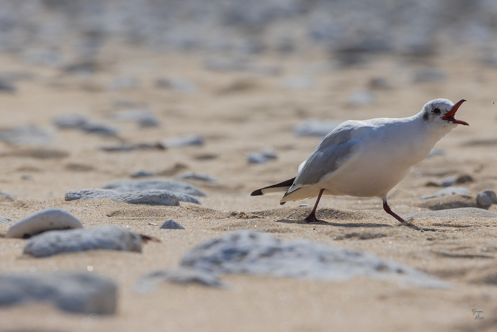 Mouette rieuse (Chroicocephalus ridibundus)-15.jpg