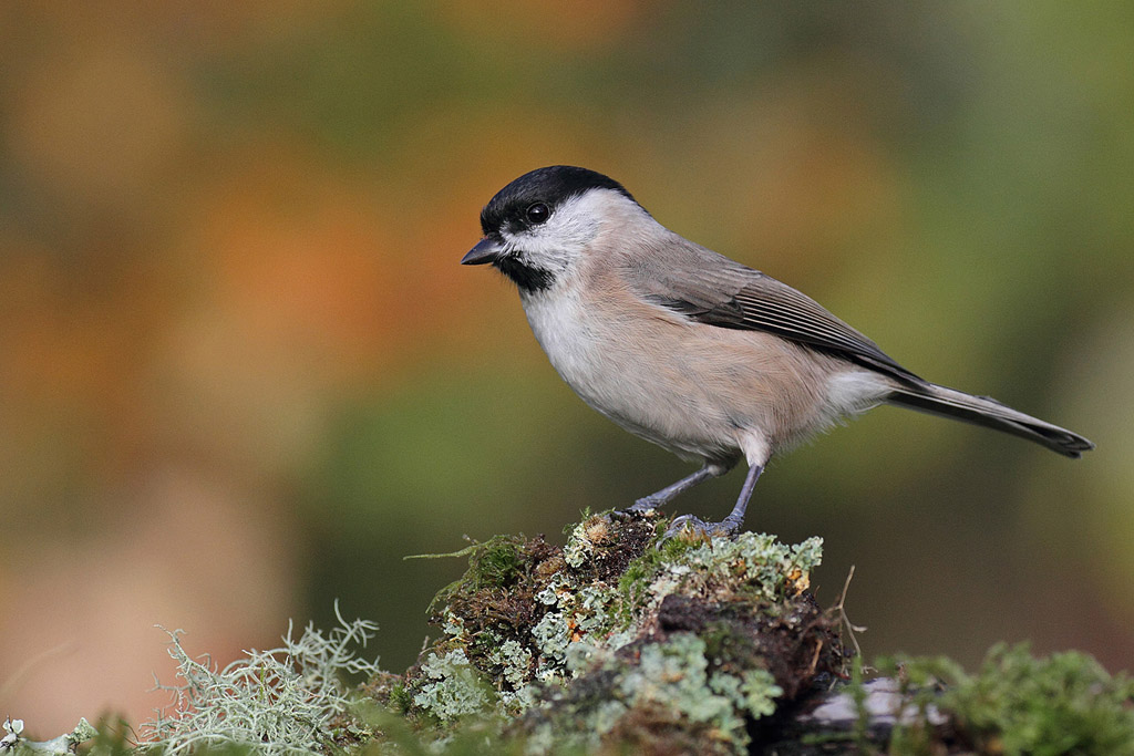 Mésange nonnette 2  Jacques Rivière.jpg