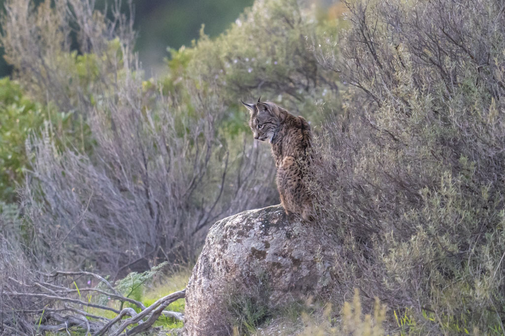 Lynx Ibérique B.jpg