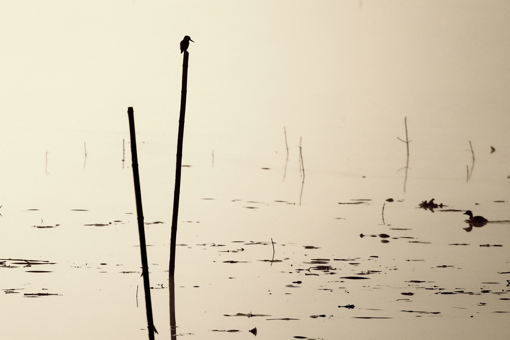 Martin pêcheur dans la brume matinale.JPG