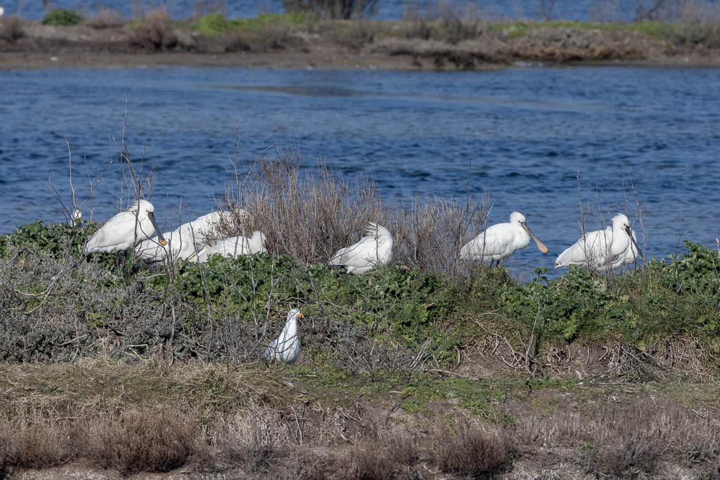 Spatule blanche (Platalea leucorodia)-12.jpg