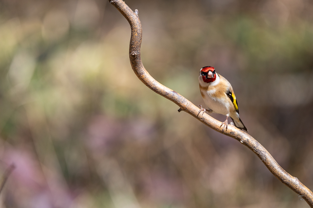 Chardonneret Elégant (Carduelis carduelis) European Goldfinch-214.jpg