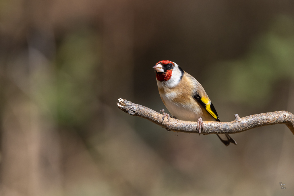 Chardonneret Elégant (Carduelis carduelis) European Goldfinch-223.jpg