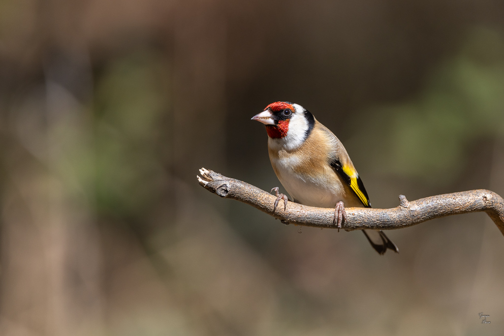 Chardonneret Elégant (Carduelis carduelis) European Goldfinch-224.jpg