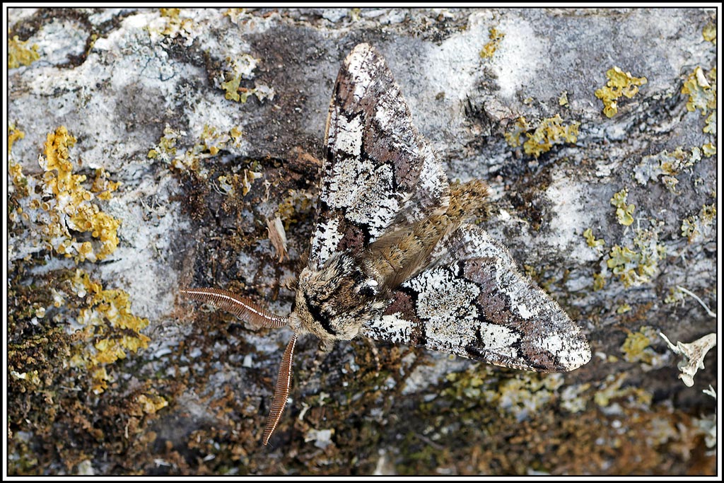 Biston_marbré(Biston_strataria)(7).jpg