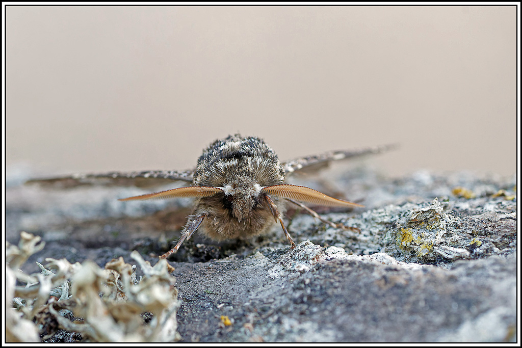 Biston_marbré(Biston_strataria)(6).jpg