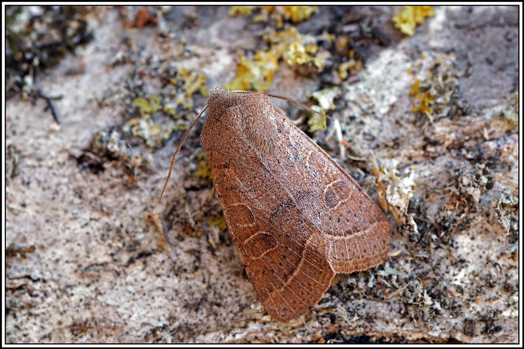 Orthosie_du_cerisier(Orthosia_cerasi)(4).jpg