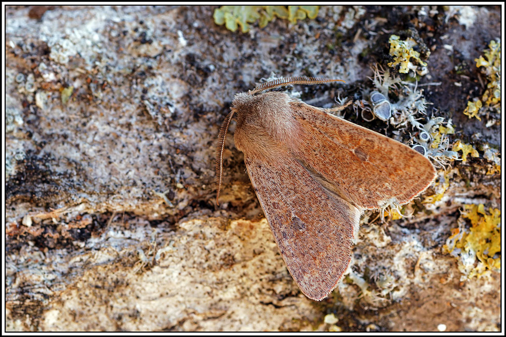 Orthosie_farineuse(Orthosia_cruda)(2).jpg