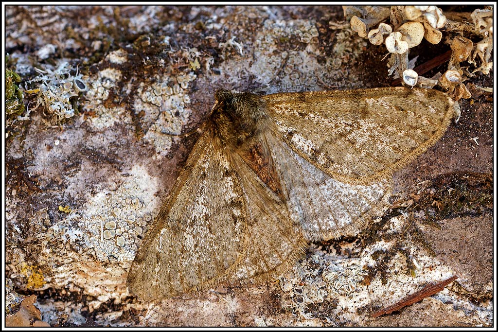 Phalène_velue(Phigalia_pilosaria)(4).jpg