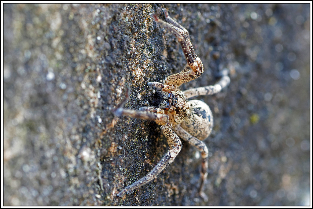 Zoropse_à_pattes_épineuses(Zoropsis_spinimana)(2).jpg