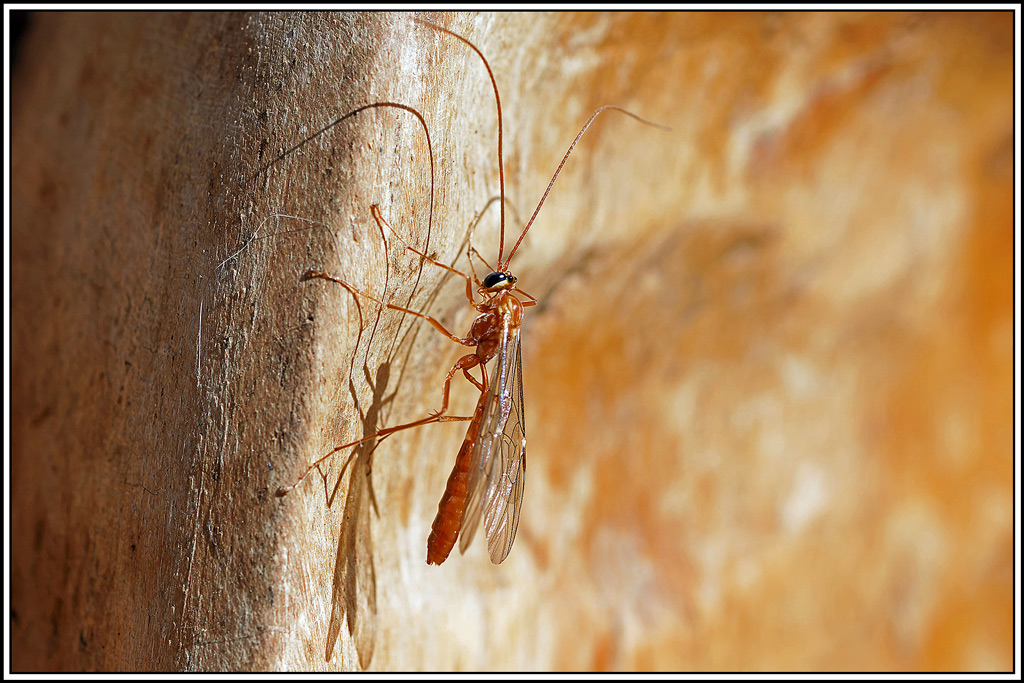 Ichneumon-sp(1)bios.jpg