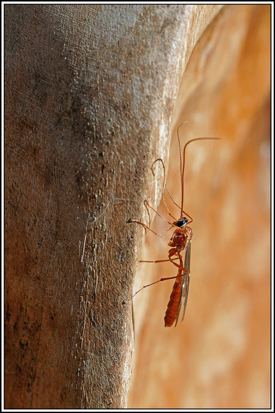 Ichneumon-sp(3).jpg