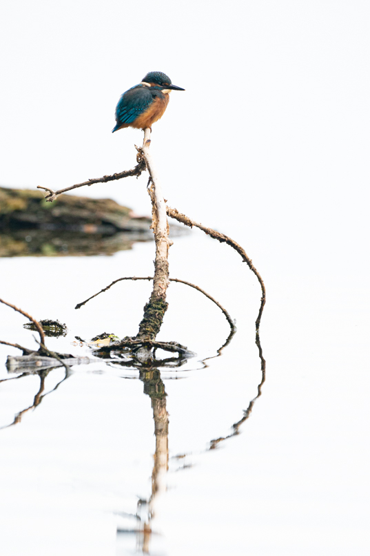 L'attente du Martin-pêcheur.jpg