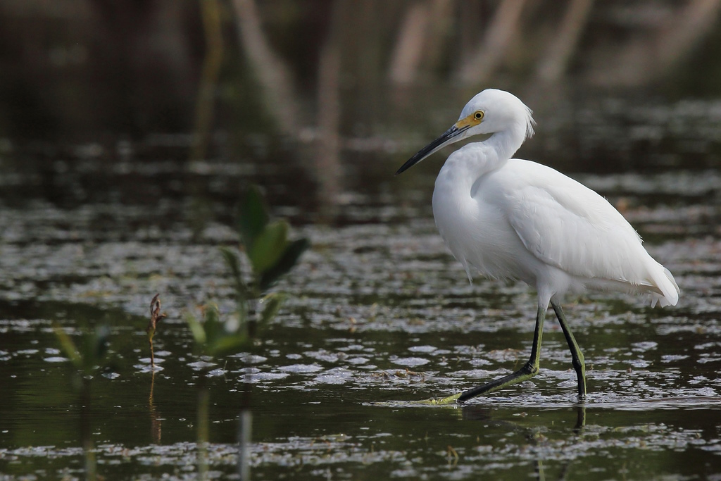 062 Aigrette neigeuse.jpg