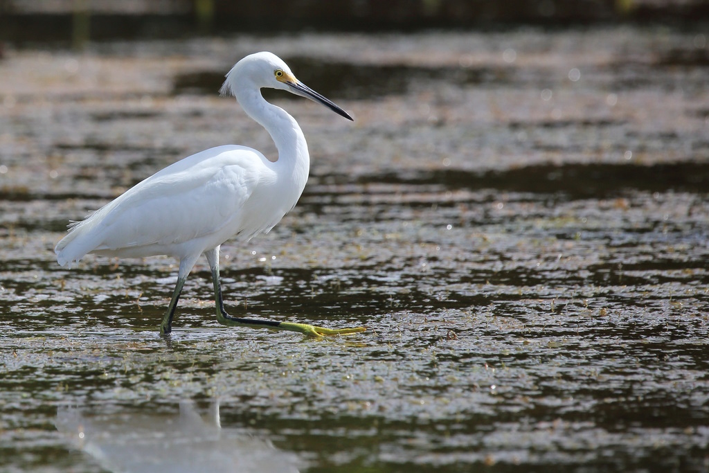 063 Aigrette neigeuse.jpg