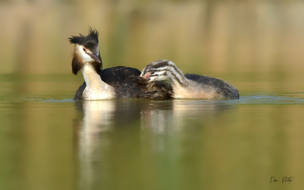 DSC_6604IN.jpg