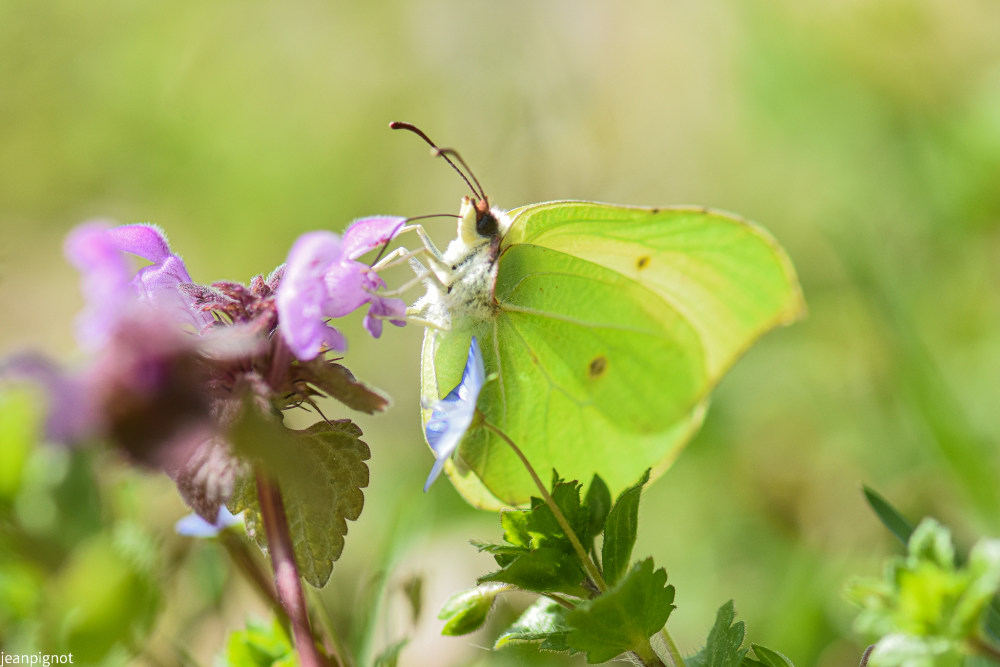 papillon citron.JPG