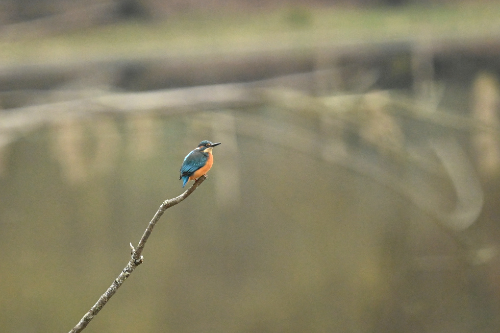 Martin-pêcheur d'Europe - Landes_260.JPG