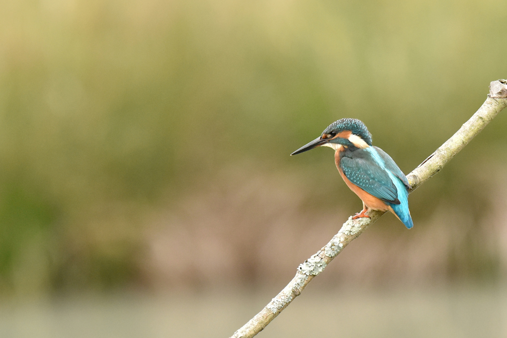 Martin-pêcheur d'Europe -Ariège_260.JPG