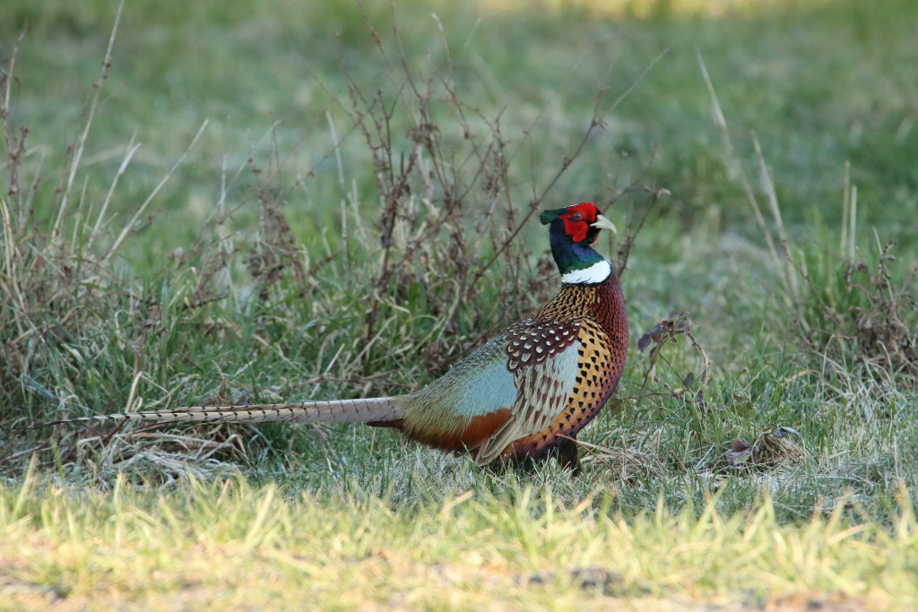 IMG_1002dup.JPG