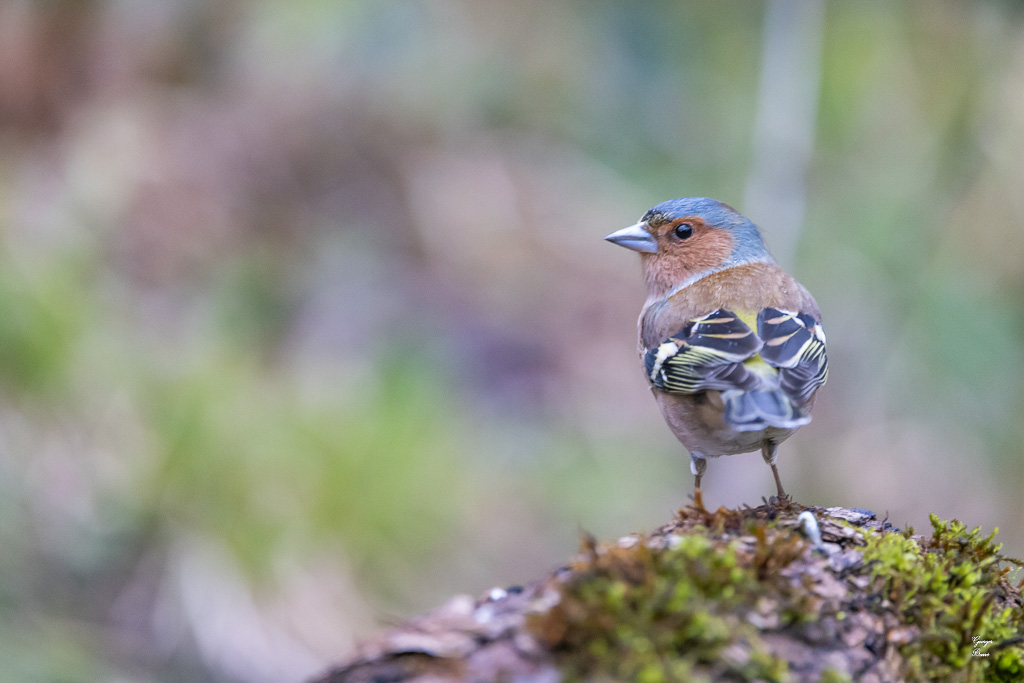 Pinson des arbres (Fringilla coelebs) - Chaffinch-377.jpg