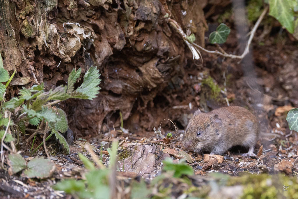 Campagnol roussâtre (Clethrionomys glaerolus) Bank vole-44.jpg