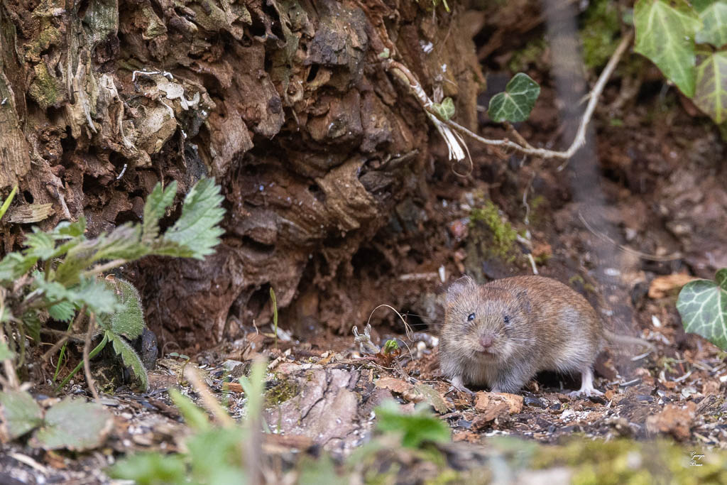 Campagnol roussâtre (Clethrionomys glaerolus) Bank vole-45.jpg