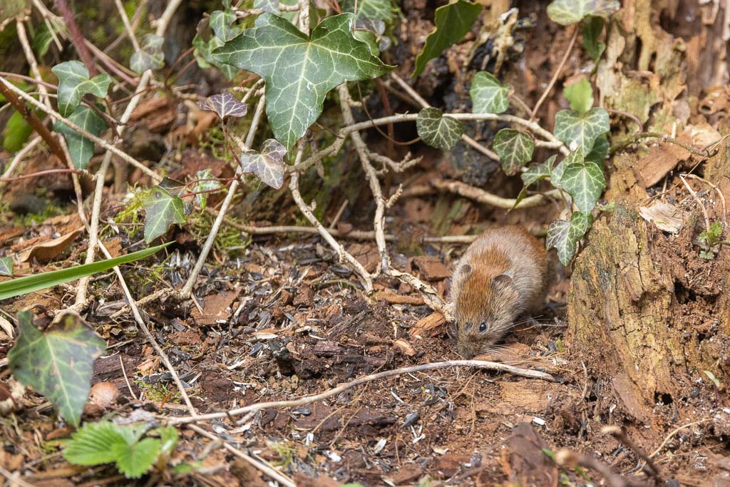 Campagnol roussâtre (Clethrionomys glaerolus) Bank vole-47.jpg