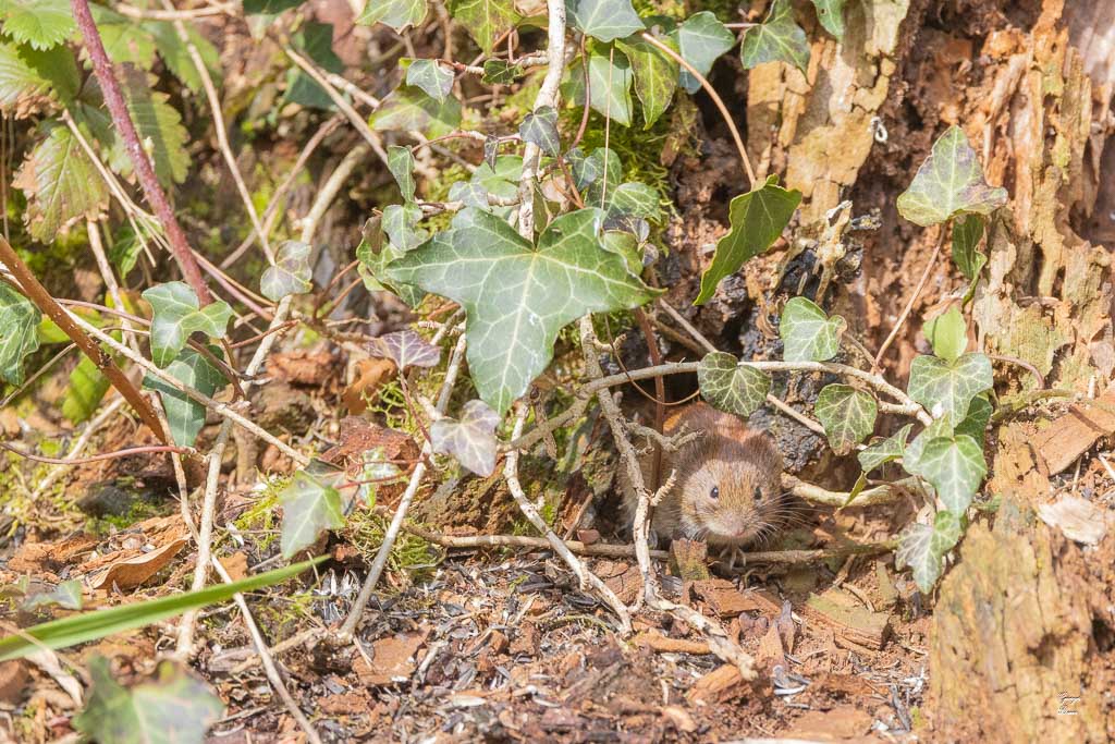 Campagnol roussâtre (Clethrionomys glaerolus) Bank vole-48.jpg