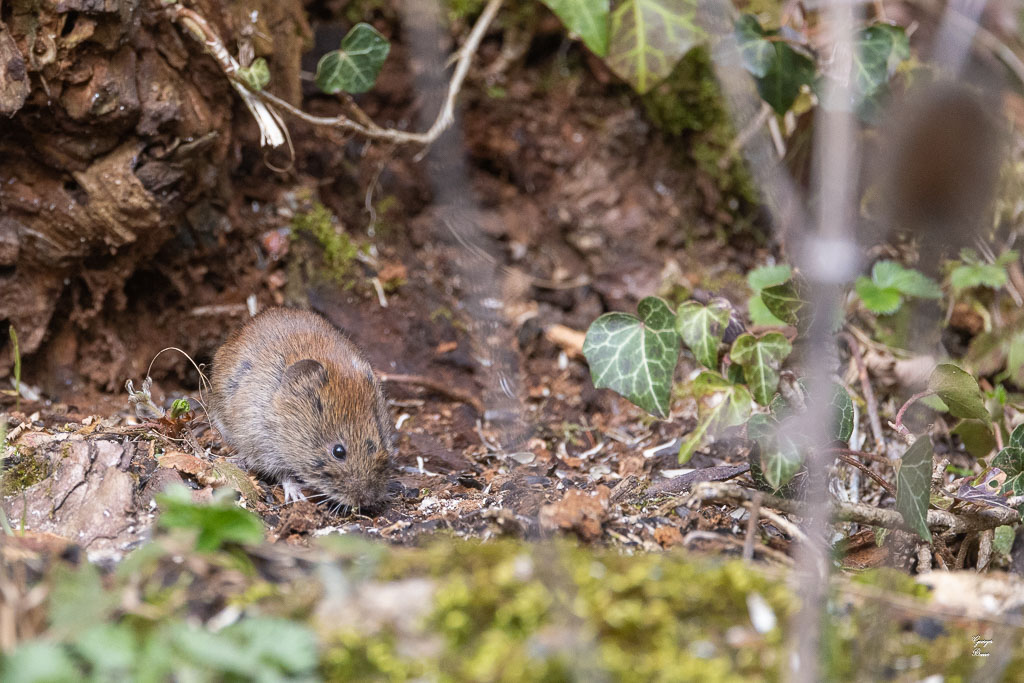 Campagnol roussâtre (Clethrionomys glaerolus) Bank vole-46.jpg