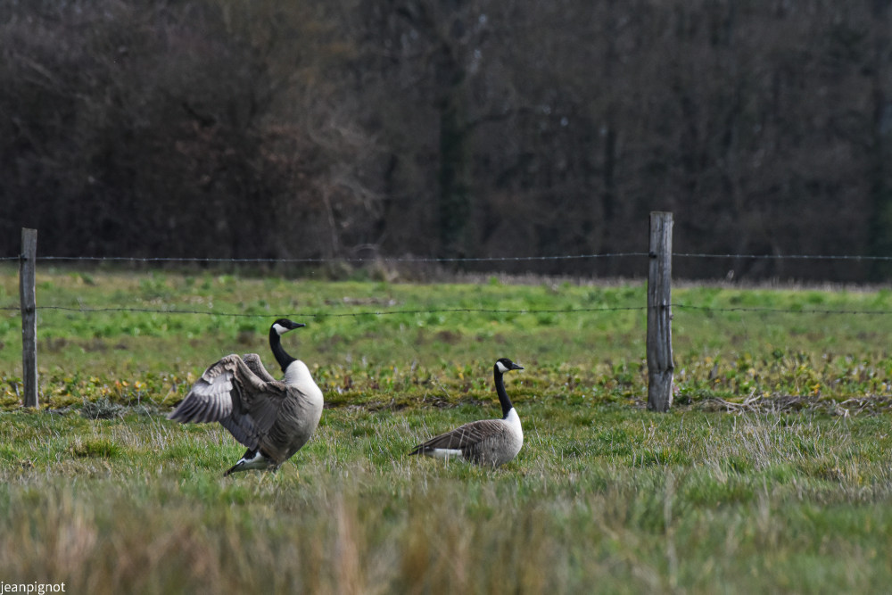 DSC_6781_1113.JPG