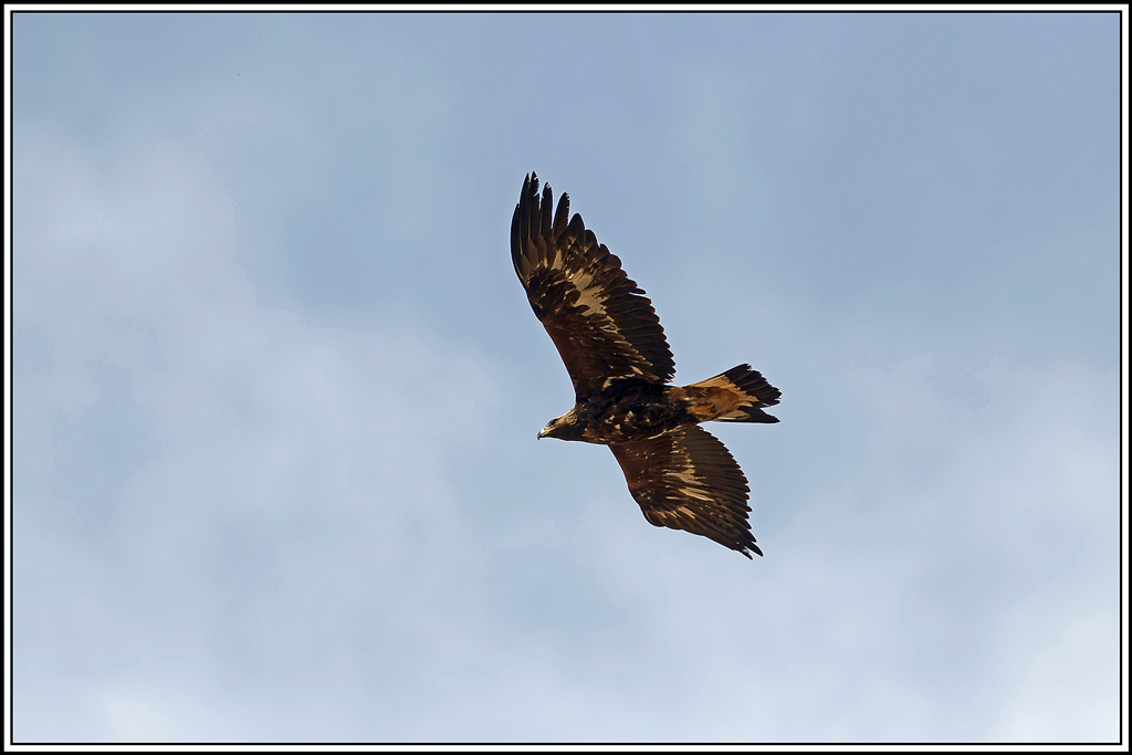 Aigle_royal(Aquila_chrysaetos)(8).jpg