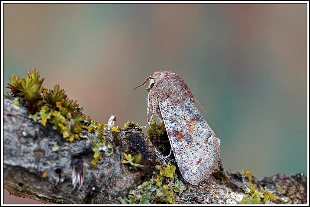 Orthosie_variable(Orthosia_incerta)(1).jpg