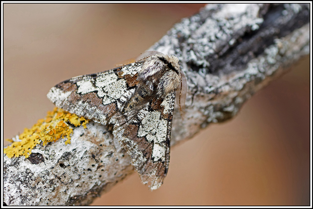 Biston_marbré(Biston_strataria)(20).jpg