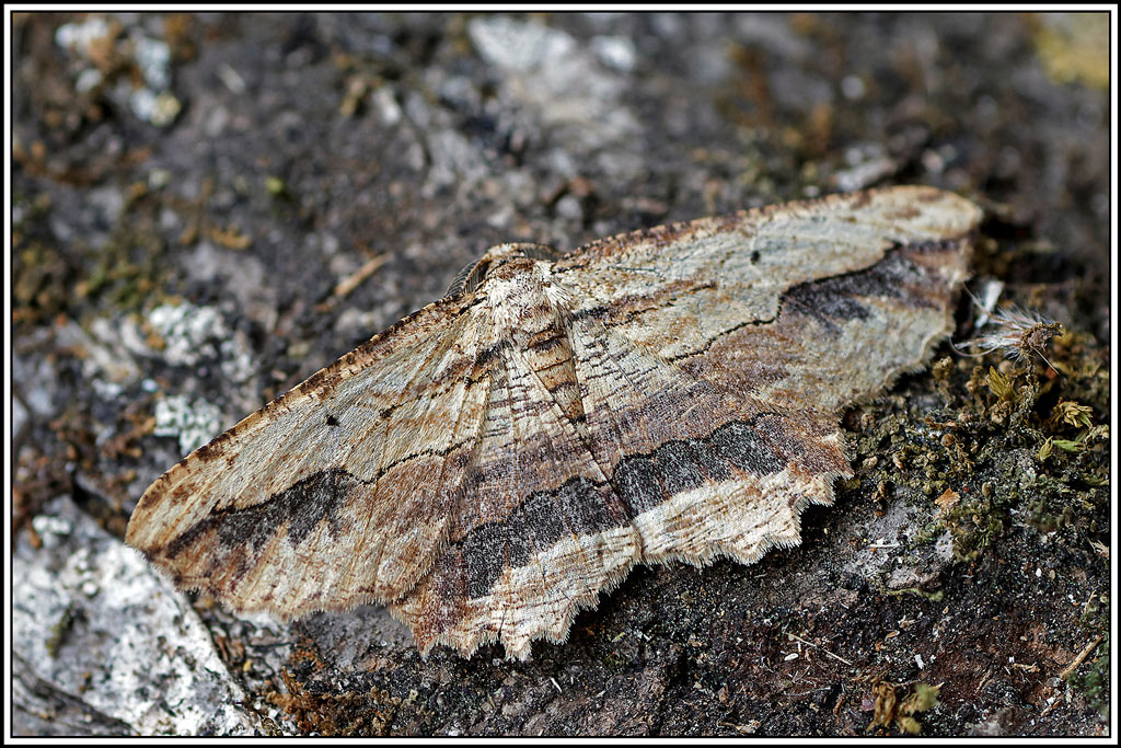 Boarmie_pétrifiée(Menophra_abruptaria)(8_9).jpg