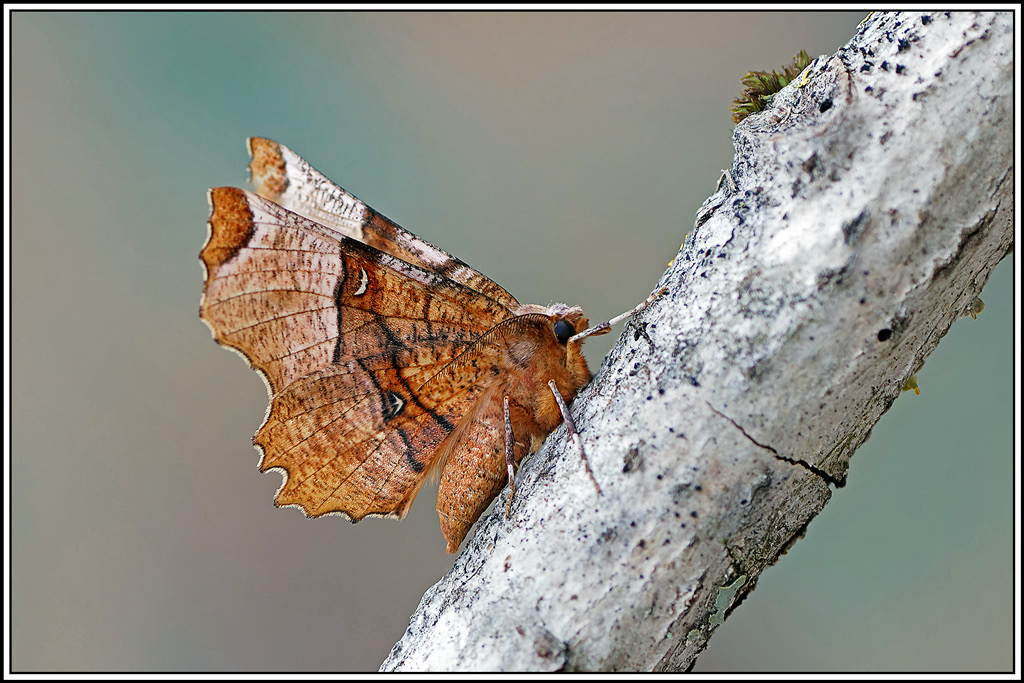Ennomos_lunaire(Selenia_lunularia)(27_29).jpg