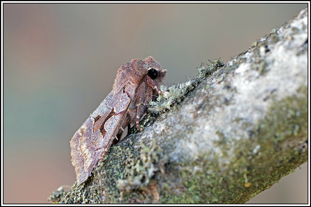 Gothique(Orthosia_gothica)(2).jpg